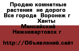 Продаю комнатные растения  не дорого - Все города, Воронеж г.  »    . Ханты-Мансийский,Нижневартовск г.